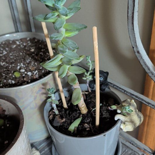 Photo of the plant species Pachyphytum 'Moonsilver' by @PotentAlula6 named Demi on Greg, the plant care app