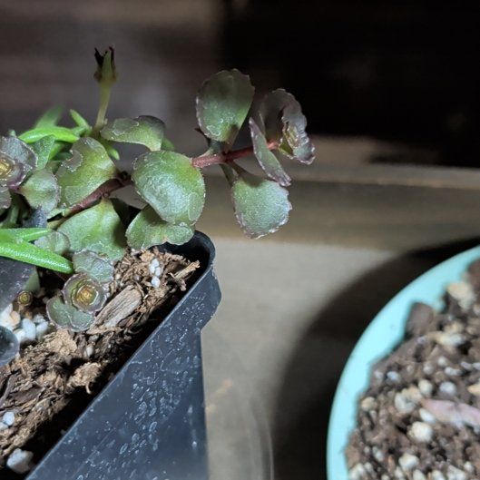 Photo of the plant species Dragons Blood Sedum by @PotentAlula6 named Winston on Greg, the plant care app