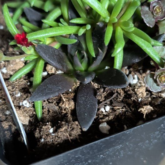 Photo of the plant species Black Echeveria by @PotentAlula6 named Harry on Greg, the plant care app