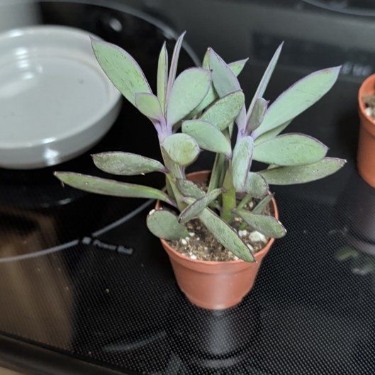 Photo of the plant species Vertical Leaf Senecio by @PotentAlula6 named Tupot amaroot on Greg, the plant care app