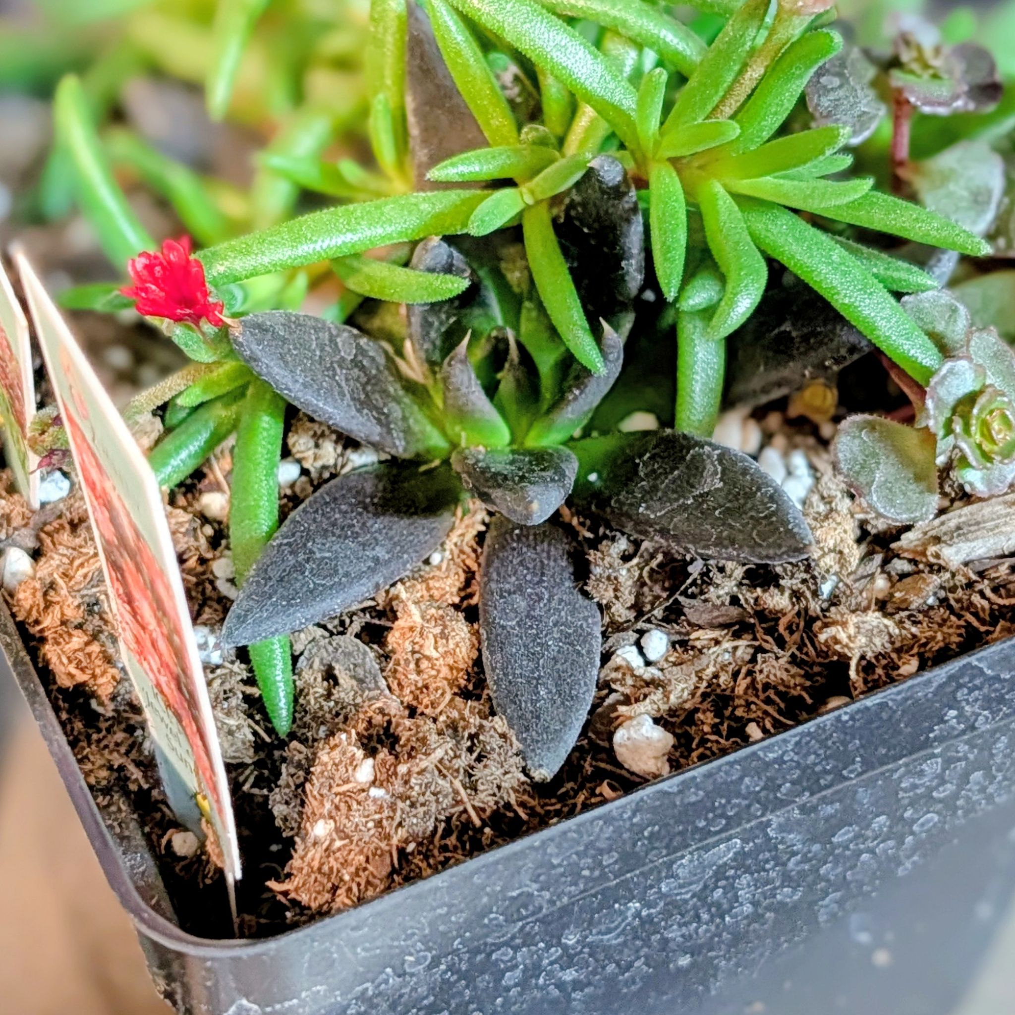 Photo of the plant species Black Echeveria by @PotentAlula6 named Harry on Greg, the plant care app