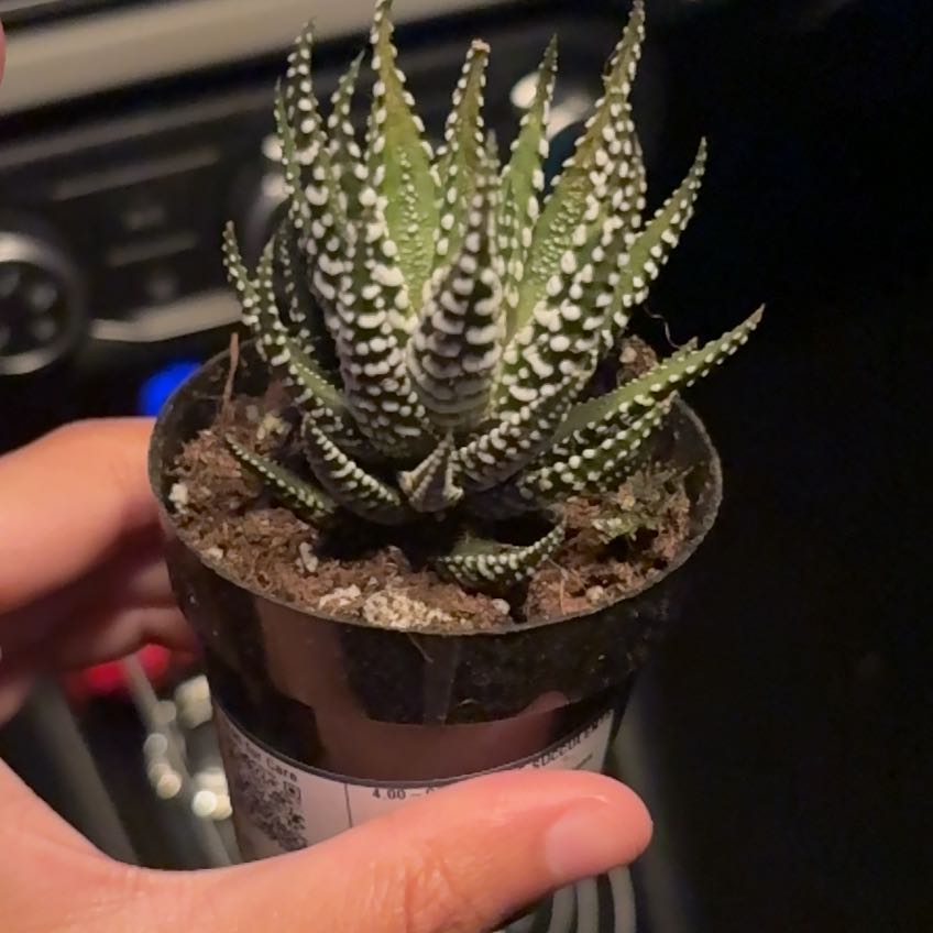Photo of the plant species Haworthia fasciata 'Barcelona' by @QueenSalal80 named Athena on Greg, the plant care app