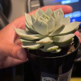 Photo of the plant species Peacock Echeveria by @QueenSalal80 named Cleopatra on Greg, the plant care app