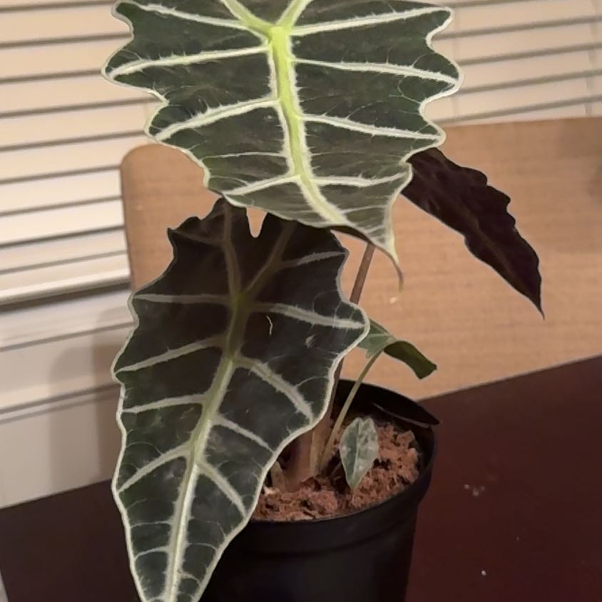 Ms Polly | A plant by @MrCollins on Greg