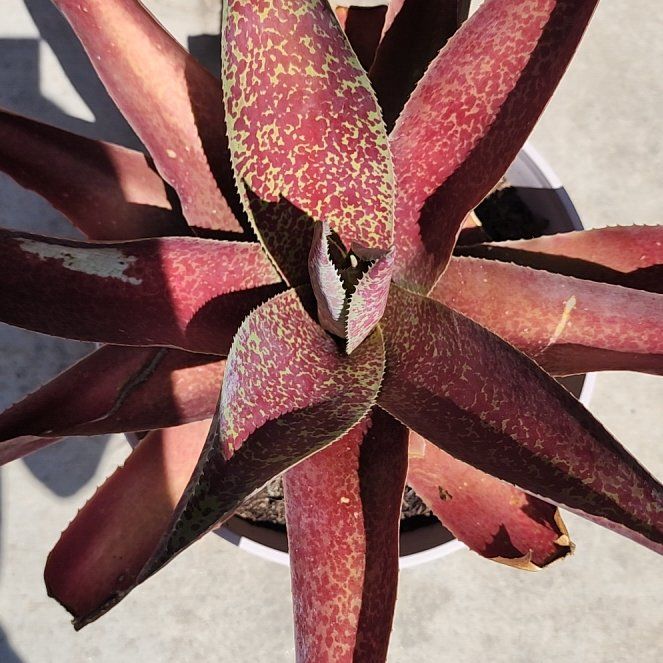 Photo of the plant species Mangave 'Freckles and Speckles' by @GreatestBeech31 named Michelle Branch on Greg, the plant care app