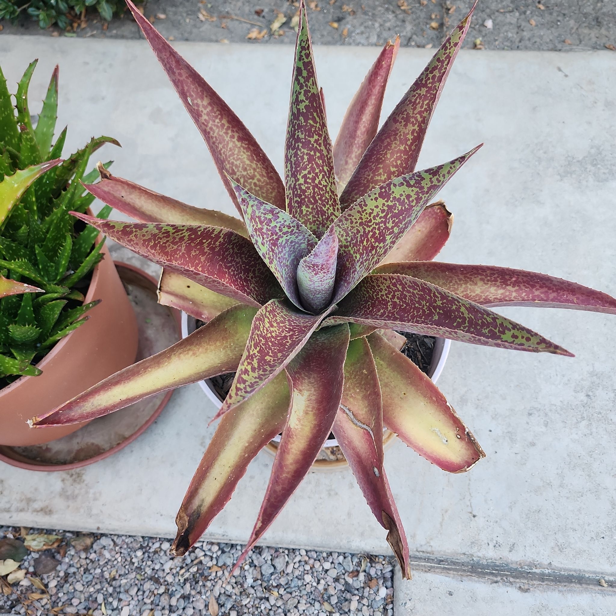 Photo of the plant species Mangave 'Freckles and Speckles' by @GreatestBeech31 named Michelle Branch on Greg, the plant care app