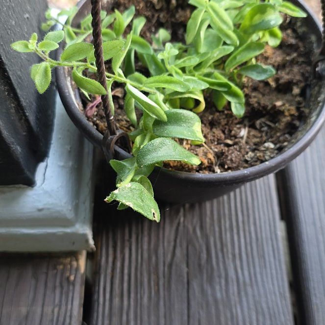 Photo of the plant species Curly Lipstick Plant by @FitCorncob37 named Peter Parker on Greg, the plant care app