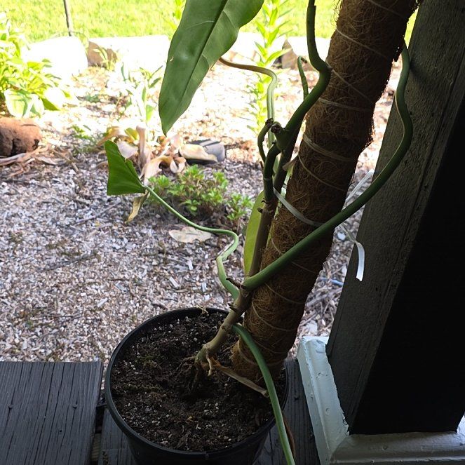 Photo of the plant species Philodendron by @FitCorncob37 named Elle on Greg, the plant care app