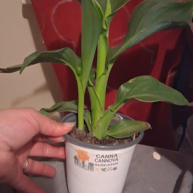 Photo of the plant species Canna Cannova Series by @MaroonLotus1332 named Zoey on Greg, the plant care app