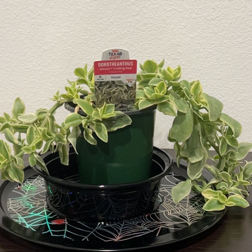 Photo of the plant species mezoo trailing red by @FitCashew97 named Lola on Greg, the plant care app