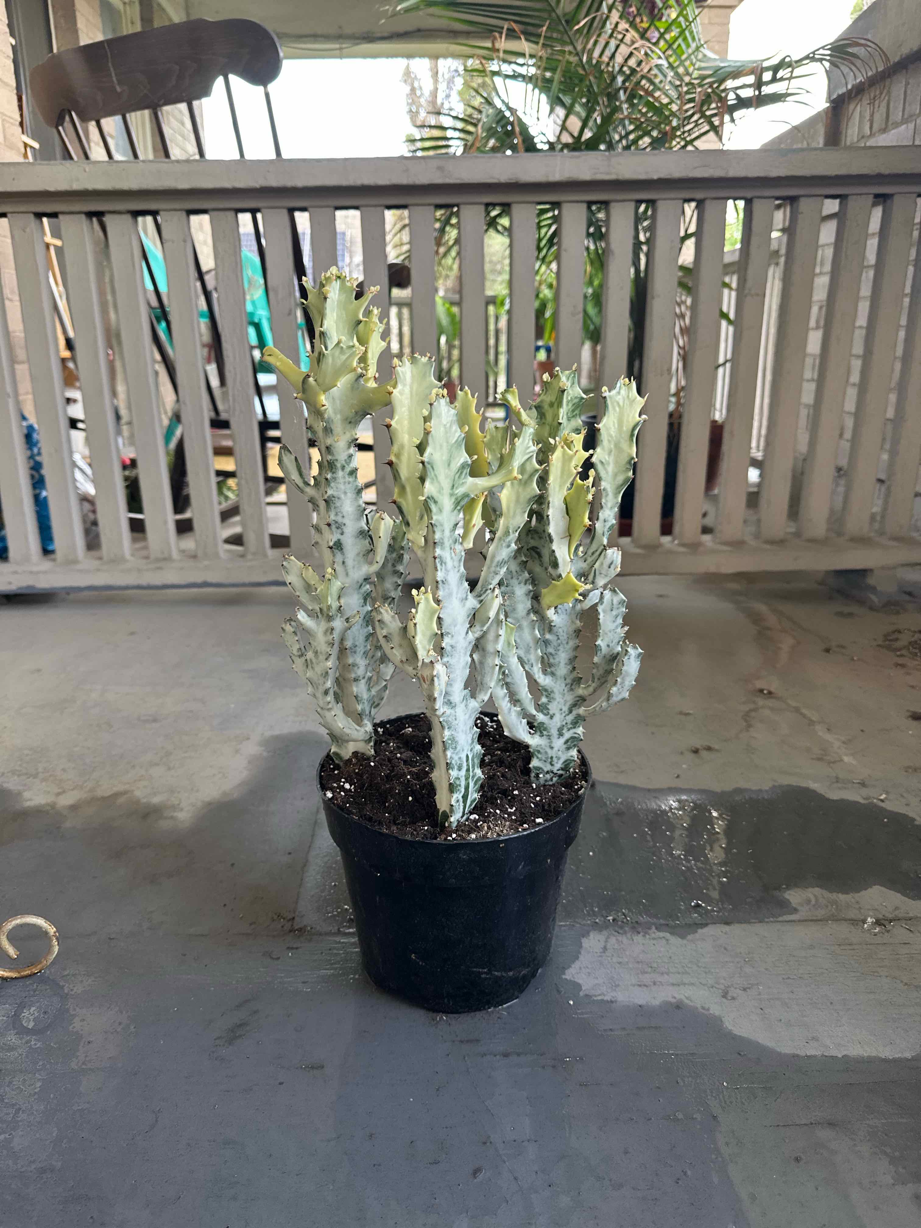 Photo of the plant species 'Ghost Cactus' by @ProKatsura36 named Mochi on Greg, the plant care app