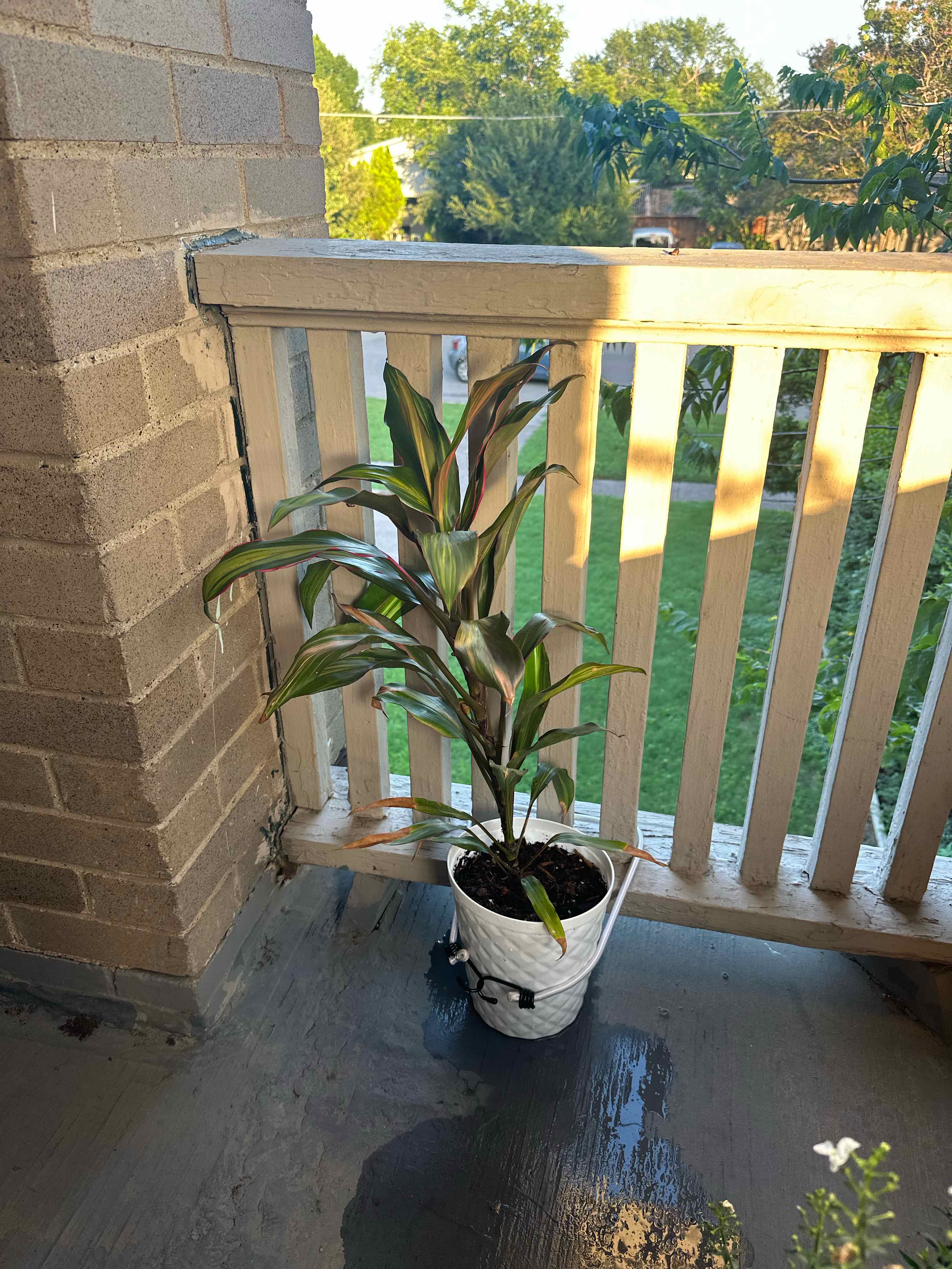 Photo of the plant species Hawaiian Ti Plant 'Florica' by @ProKatsura36 named Peter Parker on Greg, the plant care app