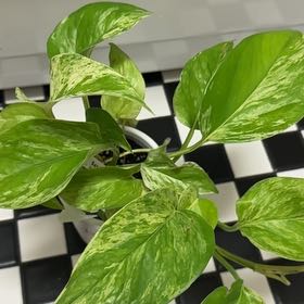 Photo of the plant species Snowy Morning Pothos by @ProKatsura36 named ChloroPhil on Greg, the plant care app