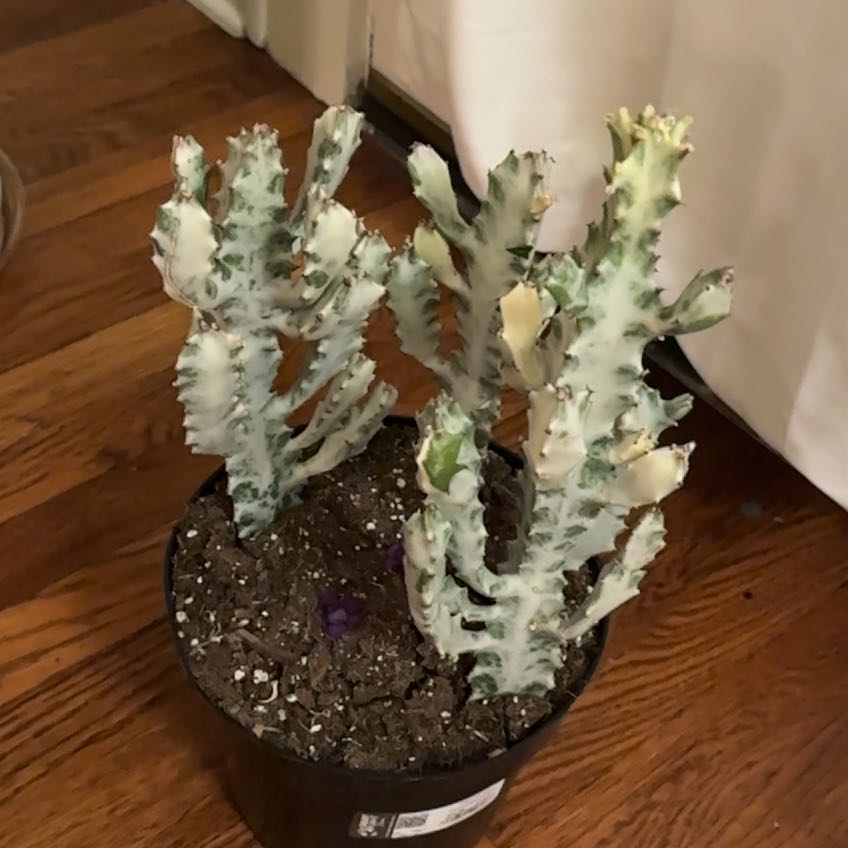 Photo of the plant species 'Ghost Cactus' by @ProKatsura36 named Mochi on Greg, the plant care app