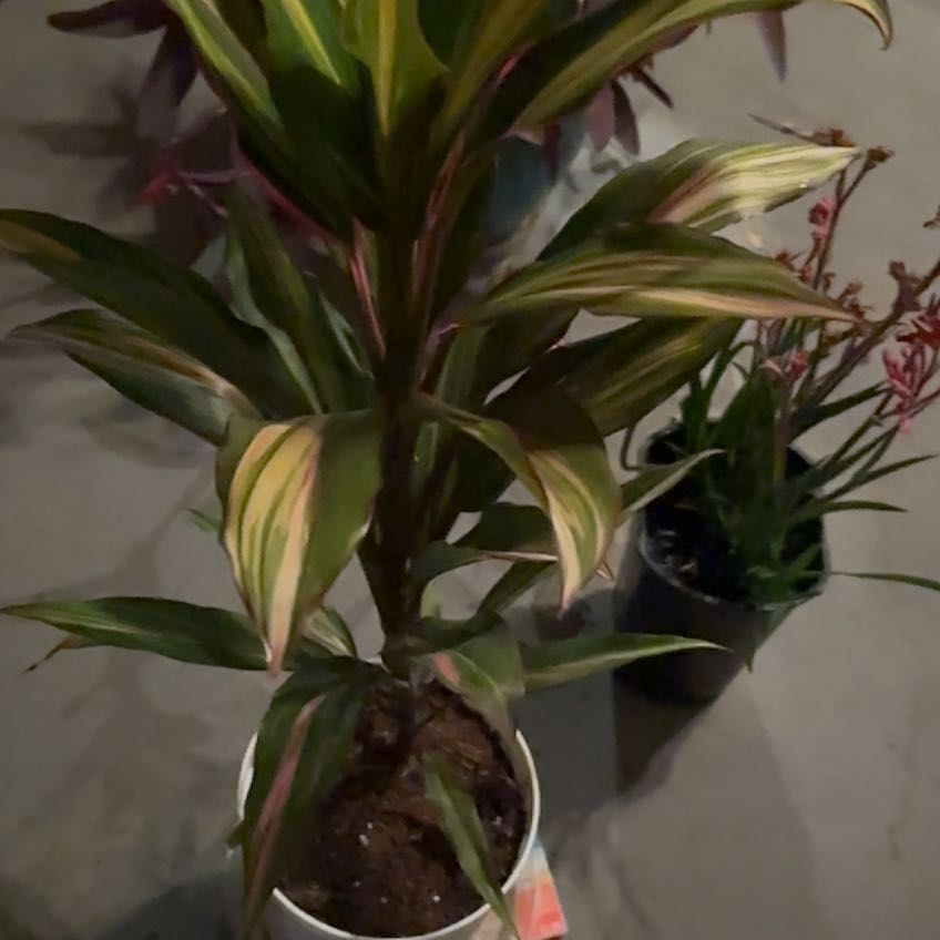 Photo of the plant species Hawaiian Ti Plant 'Florica' by @ProKatsura36 named Peter Parker on Greg, the plant care app