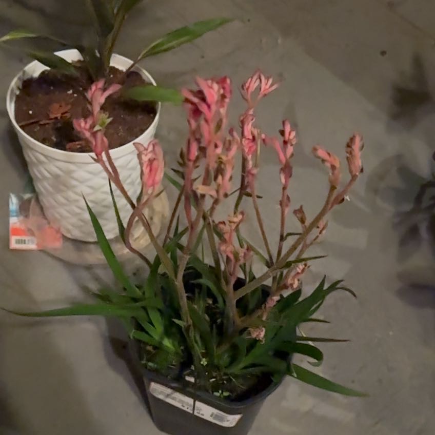 Photo of the plant species Red Kangaroo Paw by @ProKatsura36 named Shakira on Greg, the plant care app