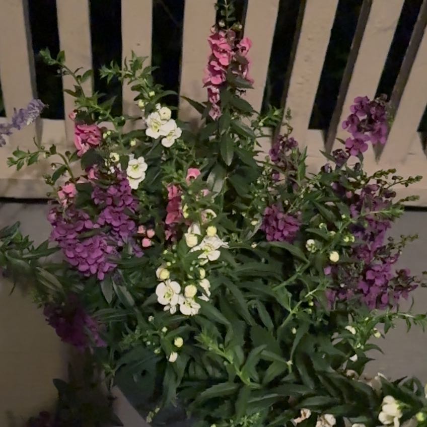 Photo of the plant species Angelonia by @ProKatsura36 named James Dean on Greg, the plant care app
