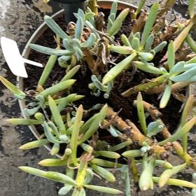 Photo of the plant species Blue Chalk Sticks by @FabWaterfern85 named Mochi on Greg, the plant care app