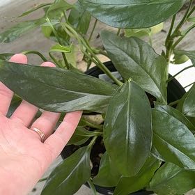 Photo of the plant species Baltic Blue Pothos by @VipRedbush27 named Bianca on Greg, the plant care app