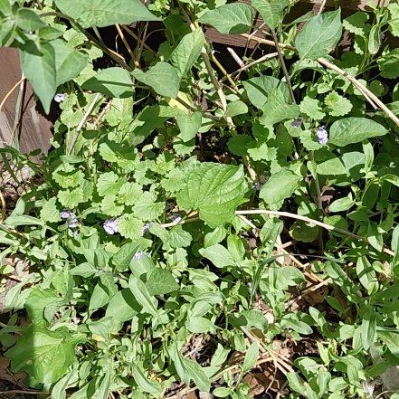 Photo of the plant species Flossflower by @RadPuka72 named Beckham on Greg, the plant care app