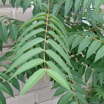 Photo of the plant species Ailanthus Altissima by @RadPuka72 named Nithin on Greg, the plant care app