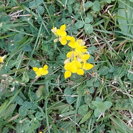 Photo of the plant species Common Bird's-Foot-Trefoil by @RadPuka72 named Doja Cat on Greg, the plant care app