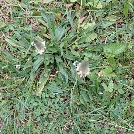 Photo of the plant species Hare-Foot Plantain by @RadPuka72 named Remington on Greg, the plant care app