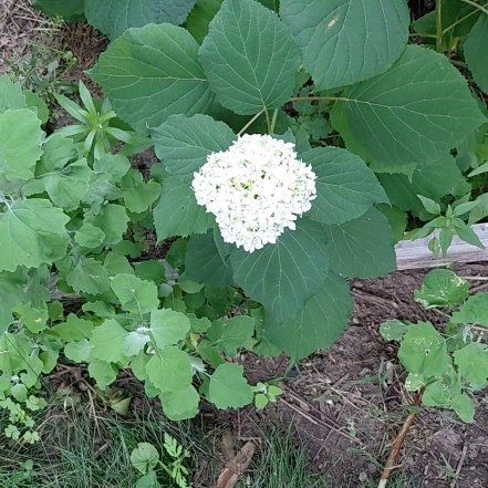 Photo of the plant species Ashy Hydrangea by @RadPuka72 named Rihanna on Greg, the plant care app
