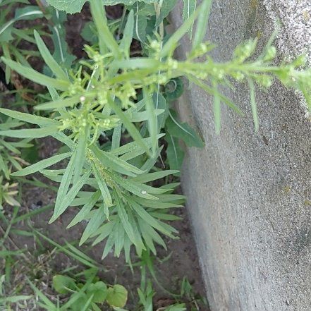 Photo of the plant species Canadian Fleabane by @RadPuka72 named Beyonce on Greg, the plant care app