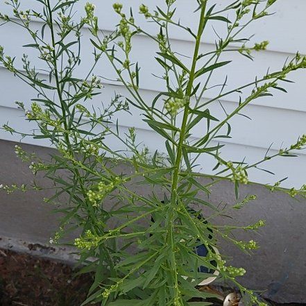 Photo of the plant species Poorman Pepperweed by @RadPuka72 named Prince on Greg, the plant care app