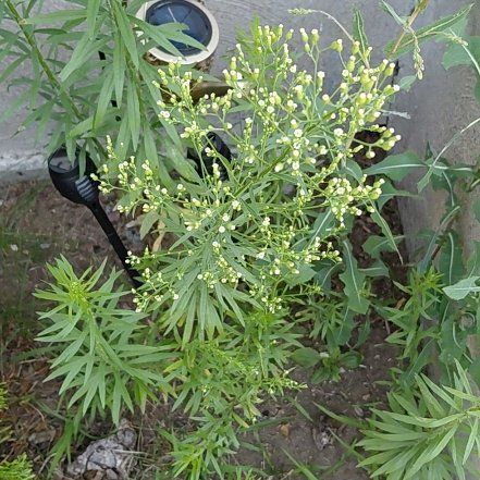 Photo of the plant species Canadian Fleabane by @RadPuka72 named Fernie Mercury on Greg, the plant care app