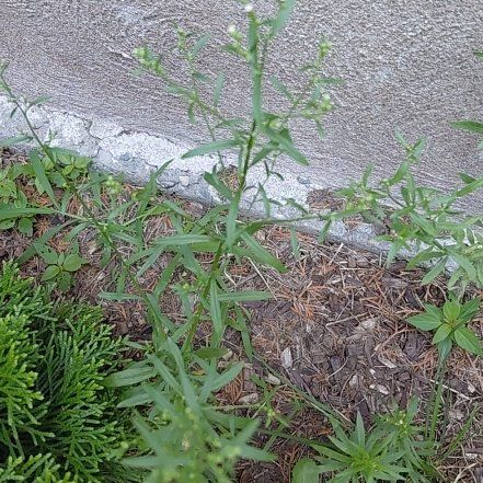 Photo of the plant species Daisy by @RadPuka72 named Khaleesi on Greg, the plant care app