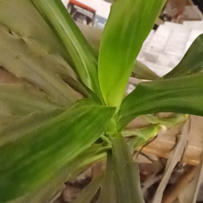 Photo of the plant species Corn Plant by @DrivenTamarind named Helena Green on Greg, the plant care app