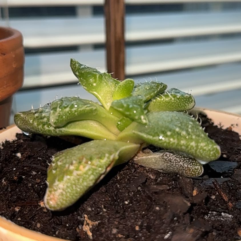 Photo of the plant species Pebbled Tiger Jaws by @ModelSunstar9 named Girlfrond on Greg, the plant care app