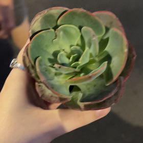 Photo of the plant species Echeveria 'Persia' by @ComicPokaka74 named Jerri on Greg, the plant care app