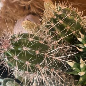 Photo of the plant species Scarlet Hedgehog Cactus by @Lotsalove756 named Pokey monster on Greg, the plant care app
