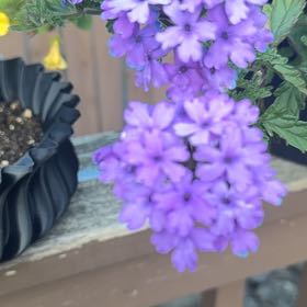 Photo of the plant species Slender Vervain by @SirHeketara12 named Navajo on Greg, the plant care app