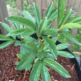 Photo of the plant species Common Peony by @SirHeketara12 named Kesha on Greg, the plant care app