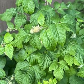 Photo of the plant species European Red Raspberry by @SirHeketara12 named Marley on Greg, the plant care app