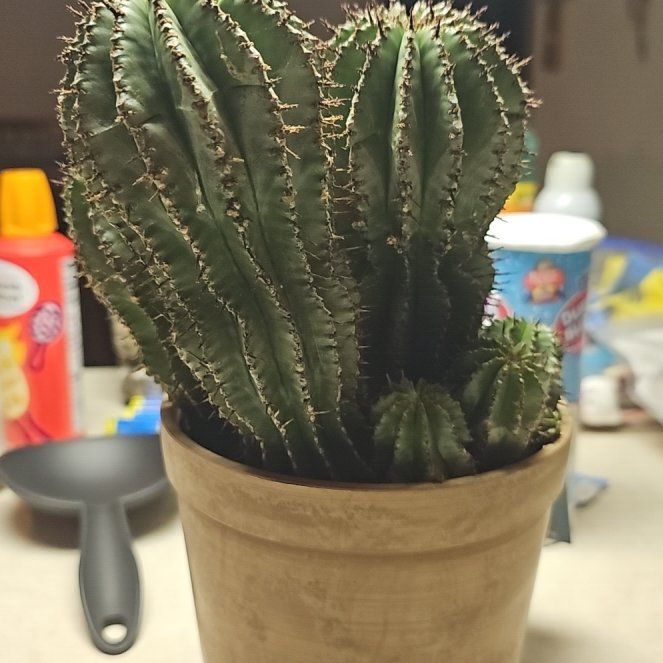 Photo of the plant species Mexican Giant Cactus by @UpcomingYuzu named Pax on Greg, the plant care app