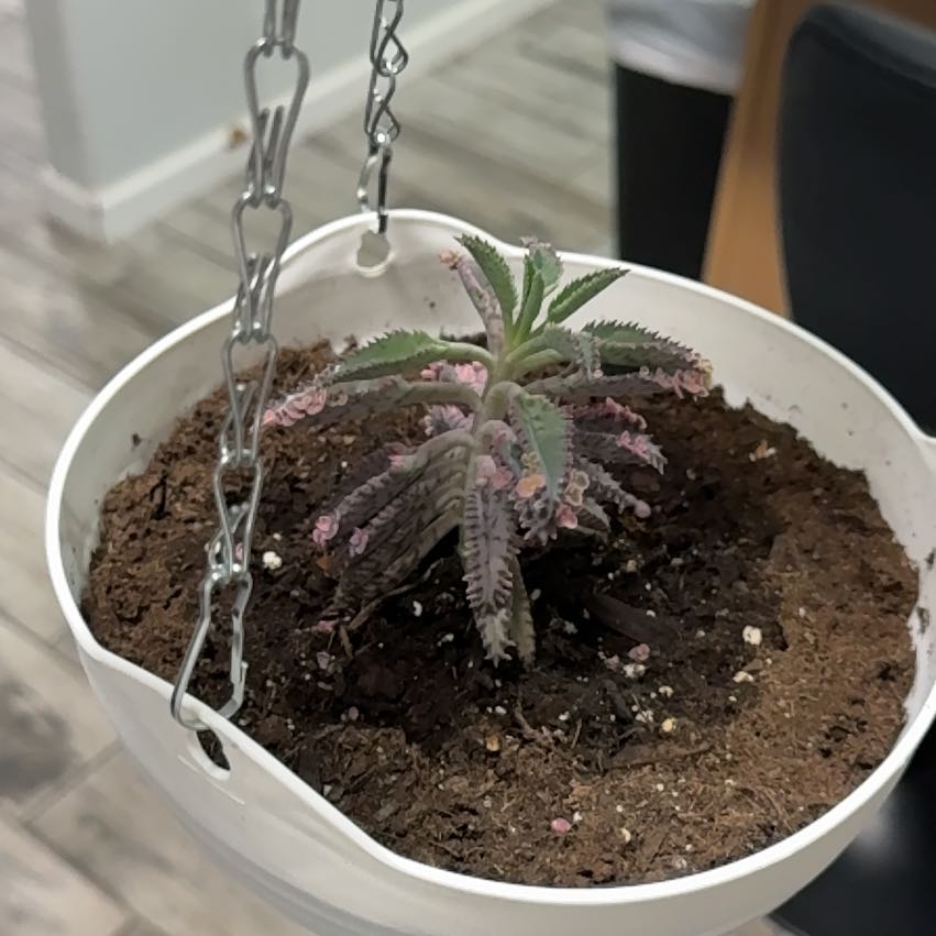 Photo of the plant species Kalanchoe 'Pink Butterflies' by @SaintlyGray79 named Orwell on Greg, the plant care app