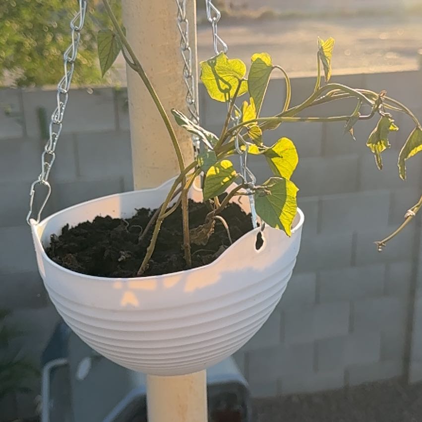 Photo of the plant species Wild Sweet Potato by @SaintlyGray79 named Scarlett on Greg, the plant care app