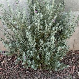 Photo of the plant species Texas Barometer Bush by @SaintlyGray79 named Stella on Greg, the plant care app