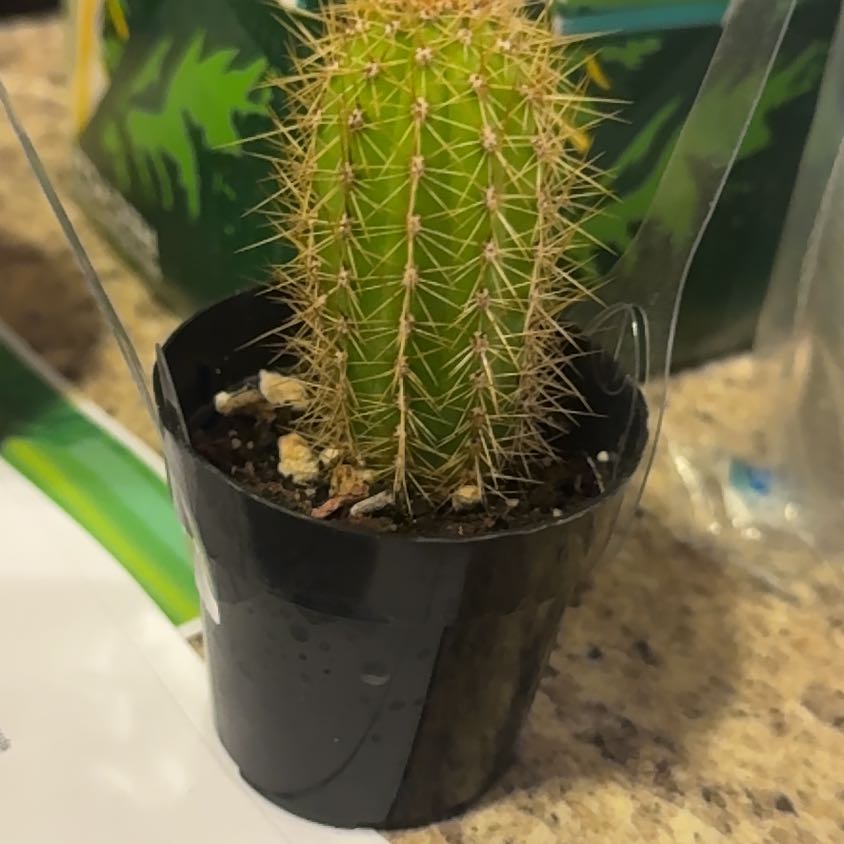 Photo of the plant species Echinopsis 'Huascha' by @LushAlula74 named Miley on Greg, the plant care app