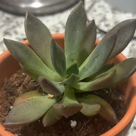 Photo of the plant species Succulent by @TutorSapote6 named Blue on Greg, the plant care app