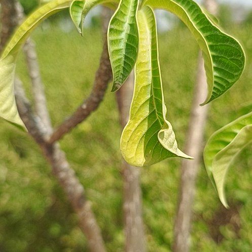Photo of the plant species Fiddle Leaf Plumeria by @LitheGrandfir65 named Willow on Greg, the plant care app