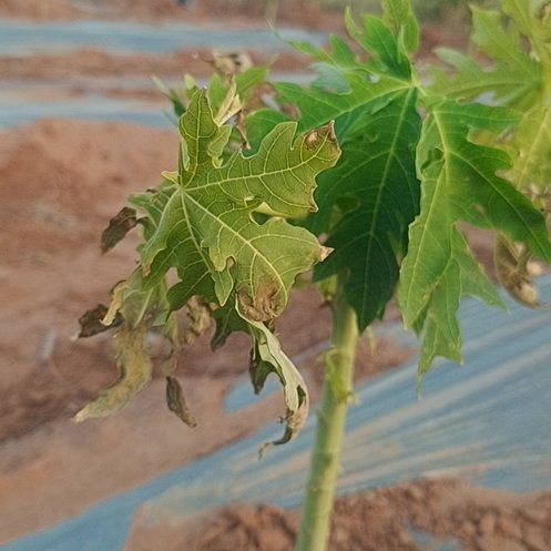 Photo of the plant species Papaya by @LitheGrandfir65 named Mollie on Greg, the plant care app