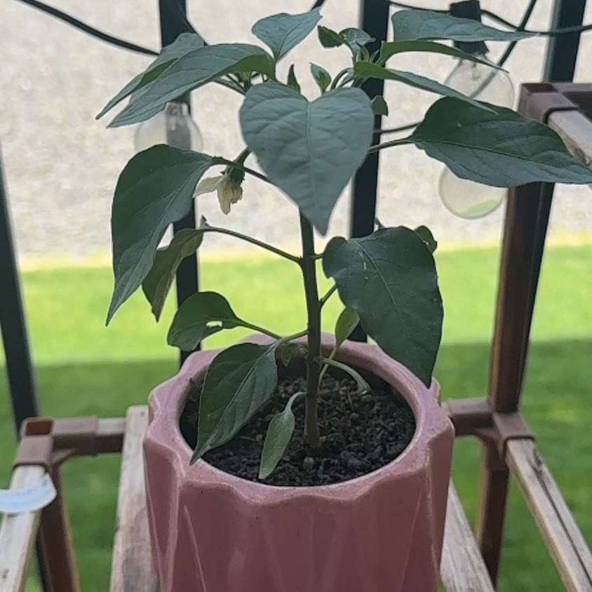 Photo of the plant species Jalepeno by @TrySucc45 named Nemo on Greg, the plant care app
