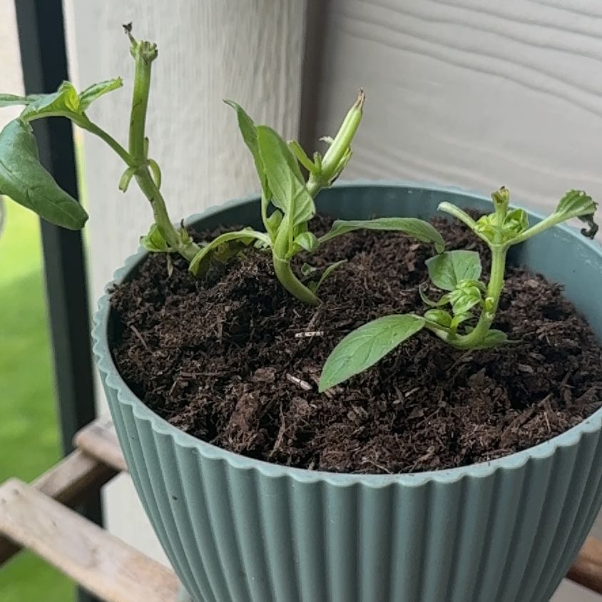 Photo of the plant species Thai Basil by @TrySucc45 named Kesha on Greg, the plant care app