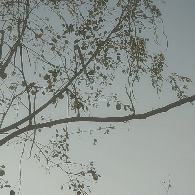 Photo of the plant species Benzoil Tree by @CoolCowbane67 named Morgan Treeman on Greg, the plant care app